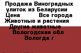 Продажа Виноградных улиток из Беларусии › Цена ­ 250 - Все города Животные и растения » Другие животные   . Вологодская обл.,Вологда г.